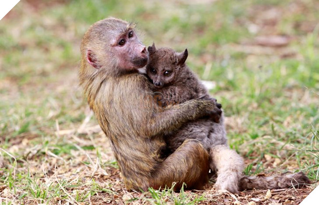 16 hình ảnh cho thấy làm mẹ khó đấy phải đâu chuyện đùa ở các bé động vật khiến cho bạn cảm thấy đồng cảm 8