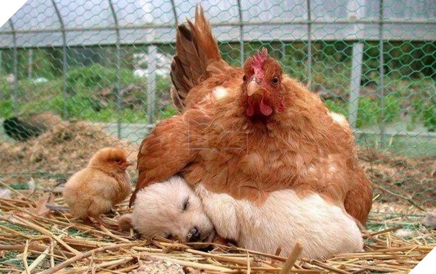 16 hình ảnh cho thấy làm mẹ khó đấy phải đâu chuyện đùa ở các bé động vật khiến cho bạn cảm thấy đồng cảm 16