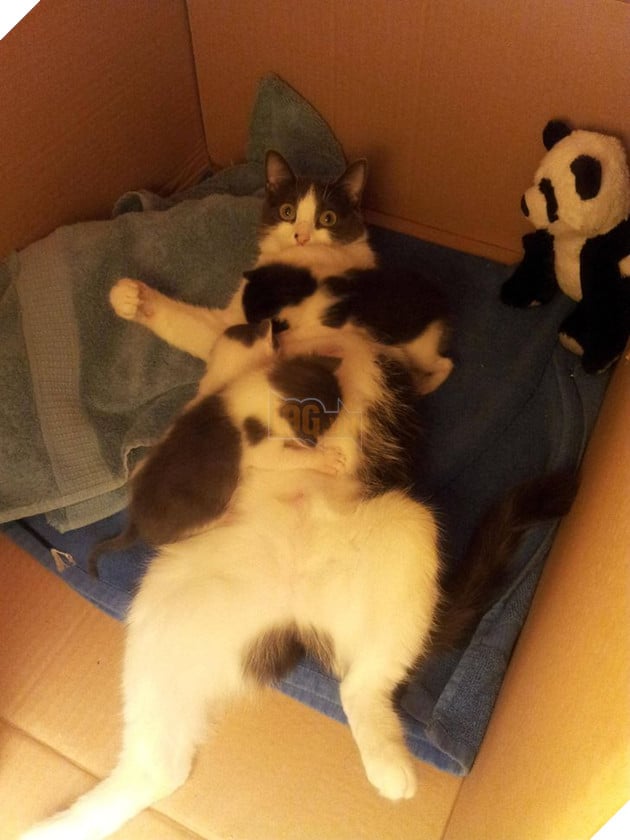 16 hình ảnh cho thấy làm mẹ khó đấy phải đâu chuyện đùa ở các bé động vật khiến cho bạn cảm thấy đồng cảm 15