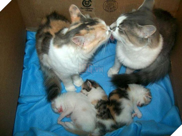 16 hình ảnh cho thấy làm mẹ khó đấy phải đâu chuyện đùa ở các bé động vật khiến cho bạn cảm thấy đồng cảm 11