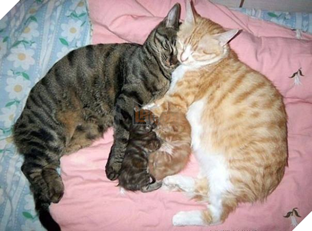 16 hình ảnh cho thấy làm mẹ khó đấy phải đâu chuyện đùa ở các bé động vật khiến cho bạn cảm thấy đồng cảm 9