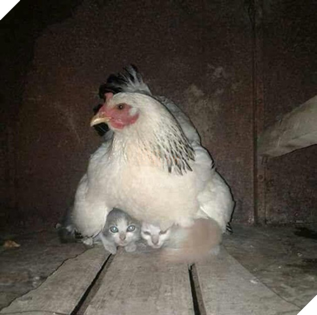 16 hình ảnh cho thấy làm mẹ khó đấy phải đâu chuyện đùa ở các bé động vật khiến cho bạn cảm thấy đồng cảm 5