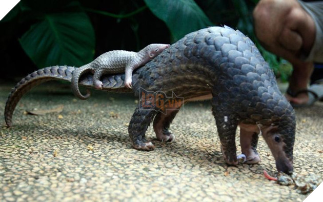 16 hình ảnh cho thấy làm mẹ khó đấy phải đâu chuyện đùa ở các bé động vật khiến cho bạn cảm thấy đồng cảm 10