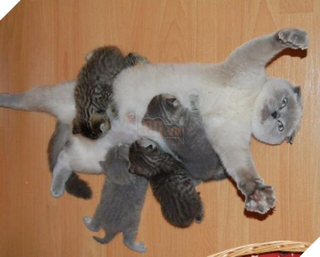 16 hình ảnh cho thấy làm mẹ khó đấy phải đâu chuyện đùa ở các bé động vật khiến cho bạn cảm thấy đồng cảm 3