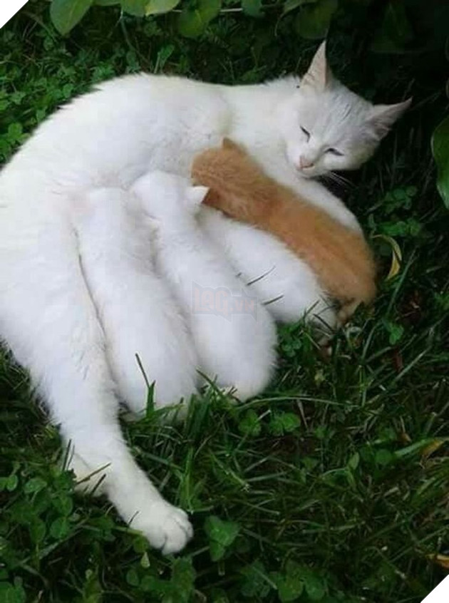 16 hình ảnh cho thấy làm mẹ khó đấy phải đâu chuyện đùa ở các bé động vật khiến cho bạn cảm thấy đồng cảm 6