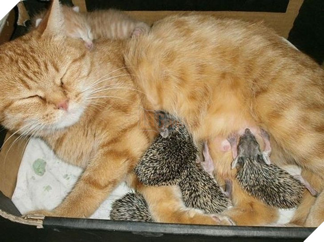 16 hình ảnh cho thấy làm mẹ khó đấy phải đâu chuyện đùa ở các bé động vật khiến cho bạn cảm thấy đồng cảm 13