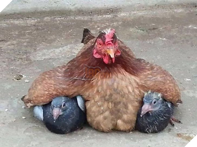 16 hình ảnh cho thấy làm mẹ khó đấy phải đâu chuyện đùa ở các bé động vật khiến cho bạn cảm thấy đồng cảm 14