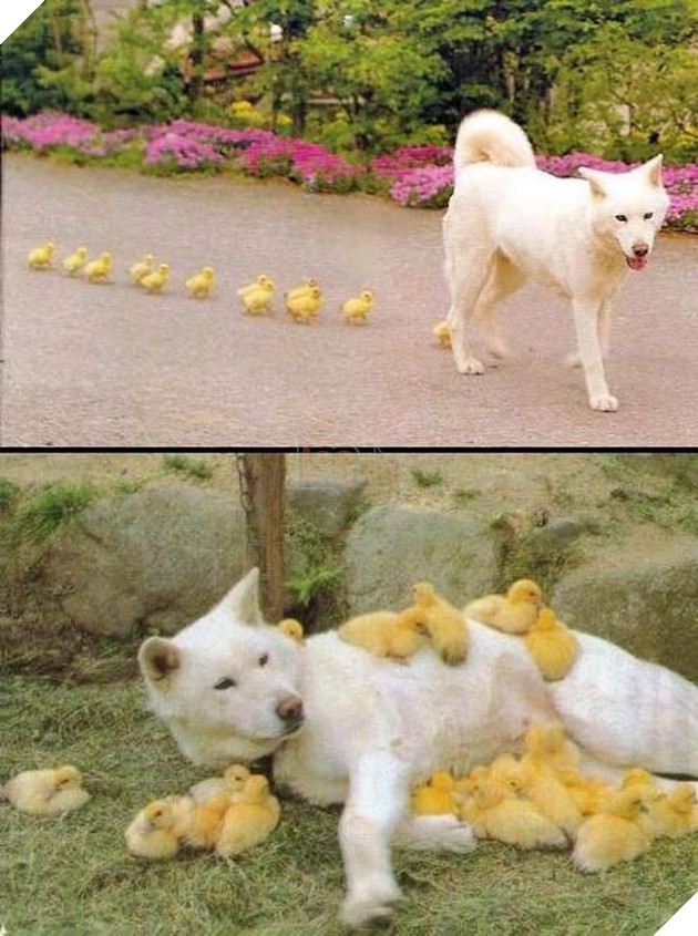 16 hình ảnh cho thấy làm mẹ khó đấy phải đâu chuyện đùa ở các bé động vật khiến cho bạn cảm thấy đồng cảm 12