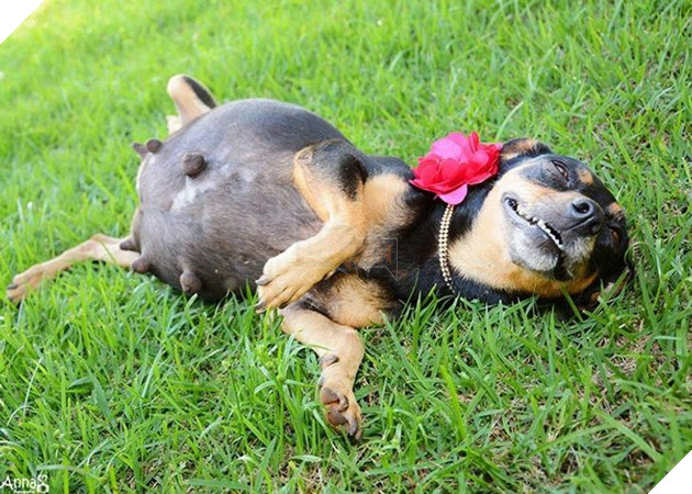 15 hình ảnh khi động vật mang thai khiến cho bạn thêm tin yêu vào cuộc đời này  15