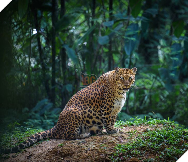 15 hình ảnh khi động vật mang thai khiến cho bạn thêm tin yêu vào cuộc đời này  7