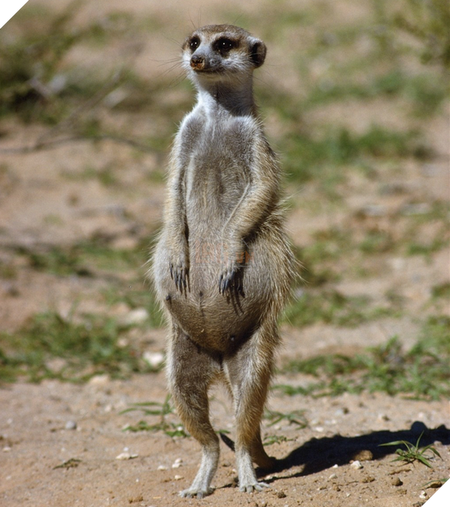 15 hình ảnh khi động vật mang thai khiến cho bạn thêm tin yêu vào cuộc đời này  8