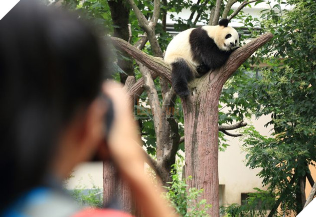 15 hình ảnh khi động vật mang thai khiến cho bạn thêm tin yêu vào cuộc đời này  4