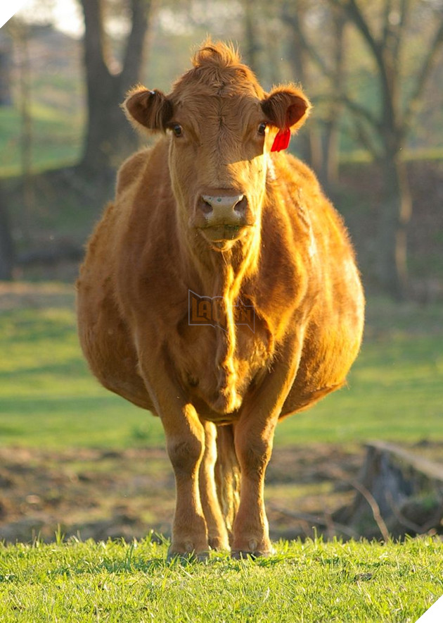 15 hình ảnh khi động vật mang thai khiến cho bạn thêm tin yêu vào cuộc đời này  12