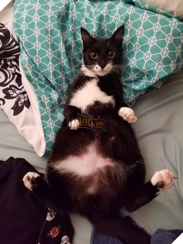 15 hình ảnh khi động vật mang thai khiến cho bạn thêm tin yêu vào cuộc đời này 