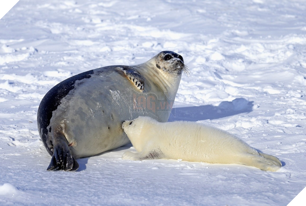 15 hình ảnh khi động vật mang thai khiến cho bạn thêm tin yêu vào cuộc đời này  3