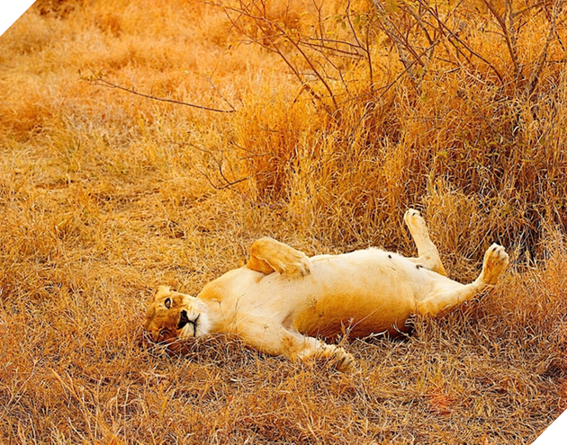 15 hình ảnh khi động vật mang thai khiến cho bạn thêm tin yêu vào cuộc đời này  9
