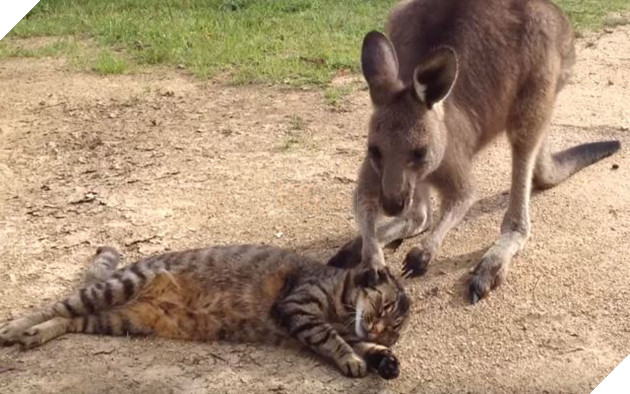 Kangaroo Tries Adorably Hard To Be Friends With A Cat, Cat Does Cat Things  Instead – grape Japan