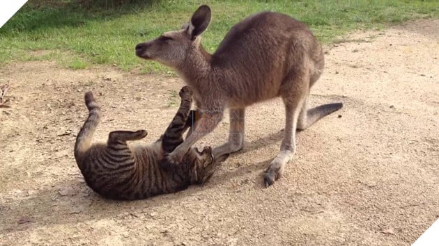 Kangaroo and cat playing - YouTube