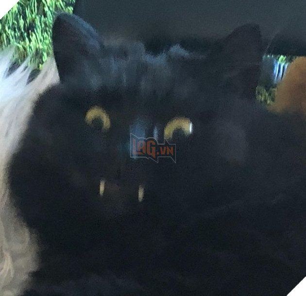 Những hình ảnh khi lũ mèo thể hiện mặt tối đáng sợ của chúng khiến cho nhiều con sen phải hết hồn 10