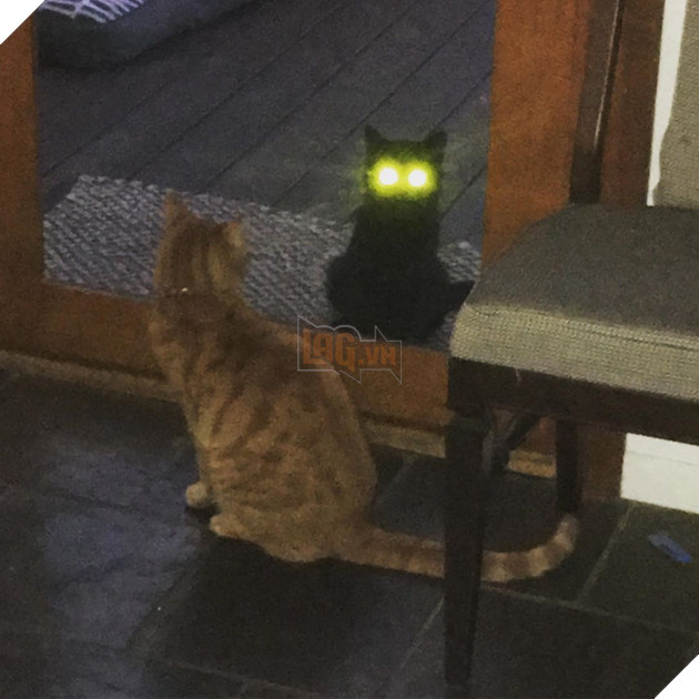 Những hình ảnh khi lũ mèo thể hiện mặt tối đáng sợ của chúng khiến cho nhiều con sen phải hết hồn 11
