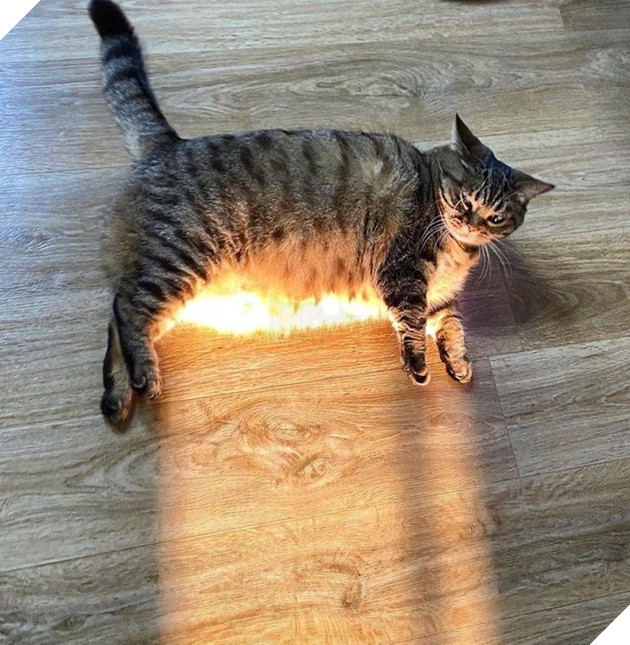 Những hình ảnh khi lũ mèo thể hiện mặt tối đáng sợ của chúng khiến cho nhiều con sen phải hết hồn 12