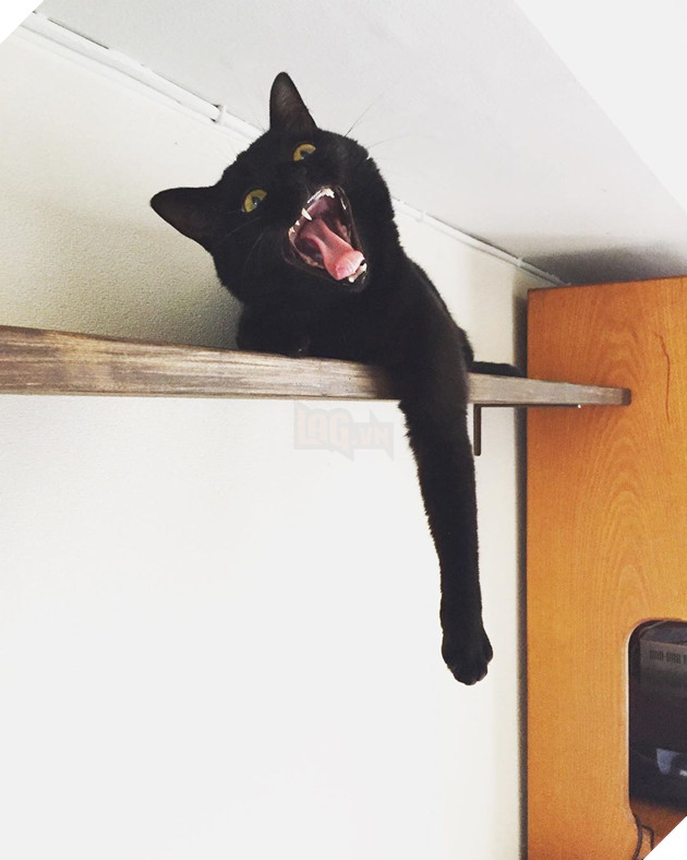 Những hình ảnh khi lũ mèo thể hiện mặt tối đáng sợ của chúng khiến cho nhiều con sen phải hết hồn 14