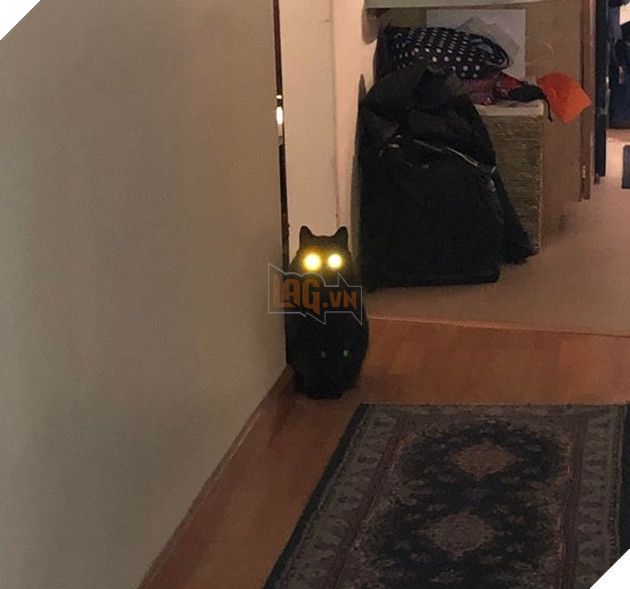 Những hình ảnh khi lũ mèo thể hiện mặt tối đáng sợ của chúng khiến cho nhiều con sen phải hết hồn 15