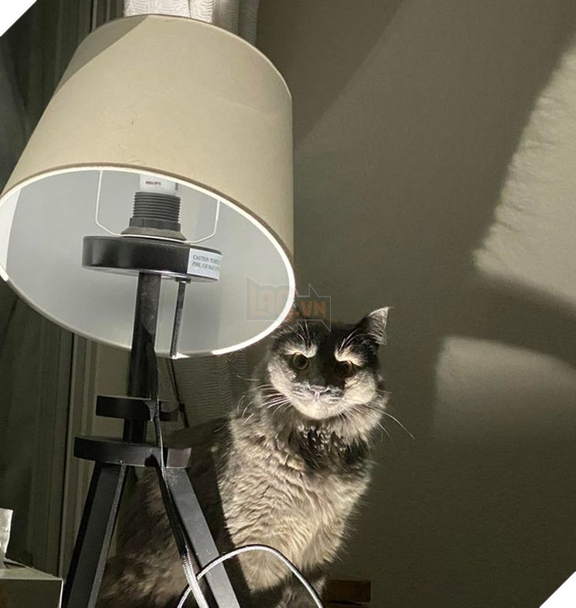 Những hình ảnh khi lũ mèo thể hiện mặt tối đáng sợ của chúng khiến cho nhiều con sen phải hết hồn 16