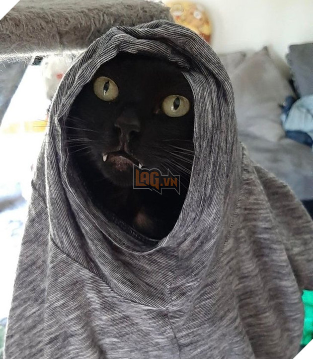 Những hình ảnh khi lũ mèo thể hiện mặt tối đáng sợ của chúng khiến cho nhiều con sen phải hết hồn 17