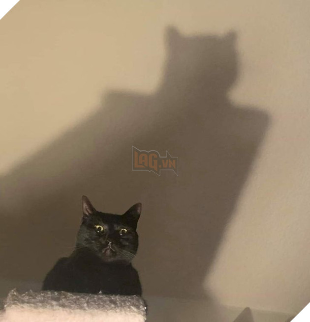 Những hình ảnh khi lũ mèo thể hiện mặt tối đáng sợ của chúng khiến cho nhiều con sen phải hết hồn