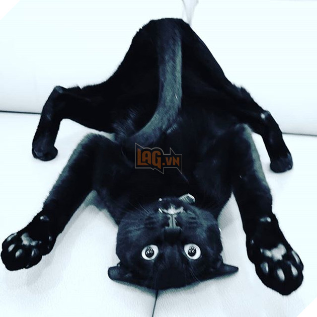 Những hình ảnh khi lũ mèo thể hiện mặt tối đáng sợ của chúng khiến cho nhiều con sen phải hết hồn 4