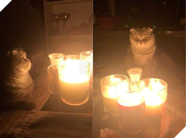 Những hình ảnh khi lũ mèo thể hiện mặt tối đáng sợ của chúng khiến cho nhiều con sen phải hết hồn 6