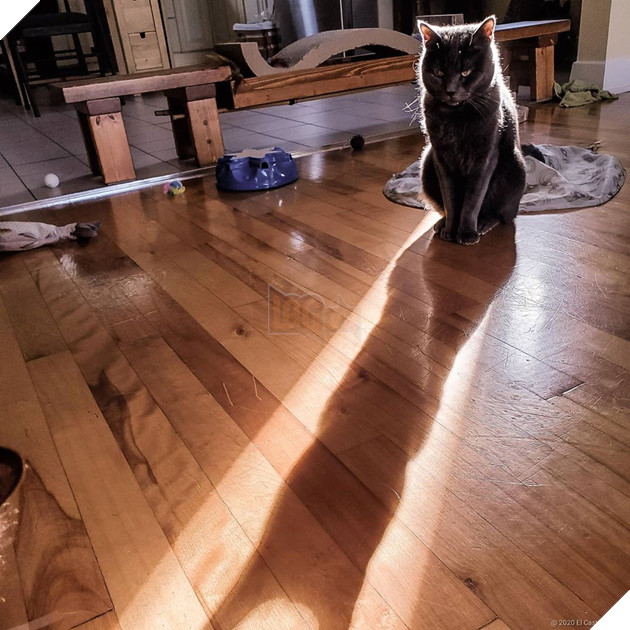 Những hình ảnh khi lũ mèo thể hiện mặt tối đáng sợ của chúng khiến cho nhiều con sen phải hết hồn 7