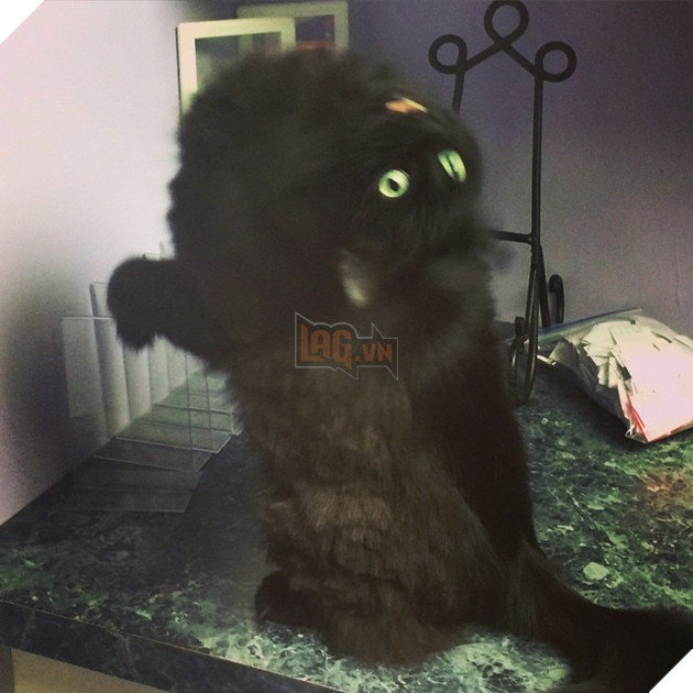 Những hình ảnh khi lũ mèo thể hiện mặt tối đáng sợ của chúng khiến cho nhiều con sen phải hết hồn 9