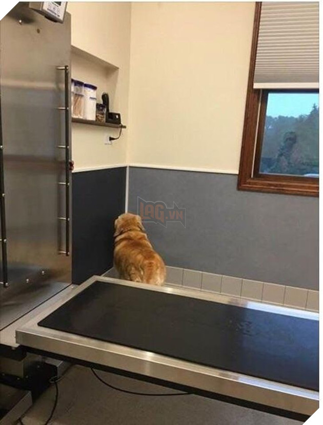 31 hình ảnh thú cưng nhận ra phản bội khi các sen chở đến thú y thay vì là công viên như đã hứa 20