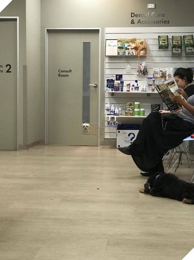 31 hình ảnh thú cưng nhận ra phản bội khi các sen chở đến thú y thay vì là công viên như đã hứa 14