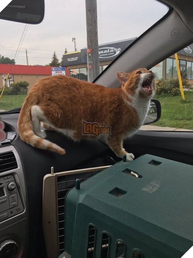 31 hình ảnh thú cưng nhận ra phản bội khi các sen chở đến thú y thay vì là công viên như đã hứa 15