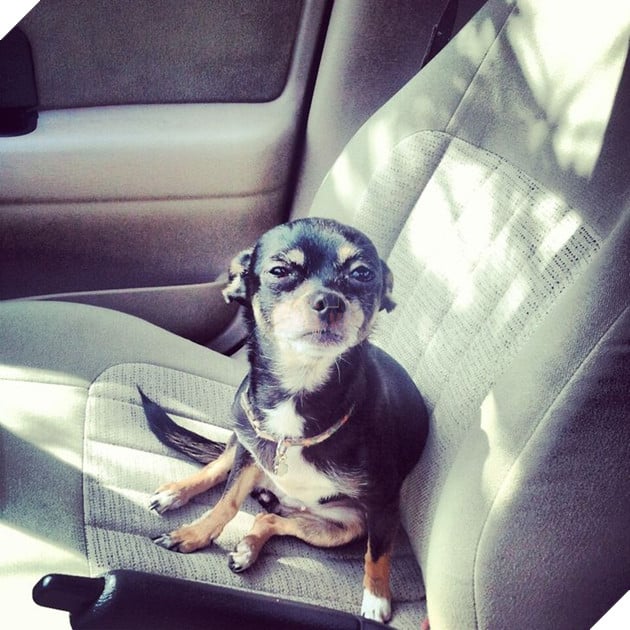 31 hình ảnh thú cưng nhận ra phản bội khi các sen chở đến thú y thay vì là công viên như đã hứa