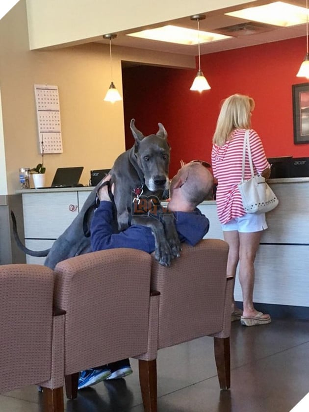 31 hình ảnh thú cưng nhận ra phản bội khi các sen chở đến thú y thay vì là công viên như đã hứa 8