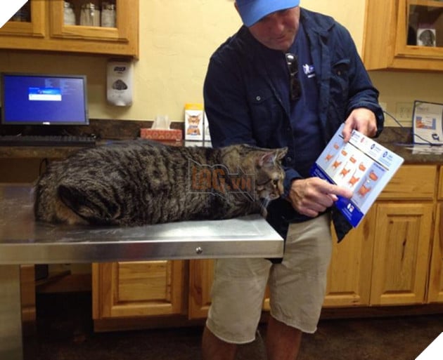 31 hình ảnh thú cưng nhận ra phản bội khi các sen chở đến thú y thay vì là công viên như đã hứa 5