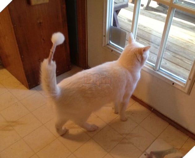 31 hình ảnh thú cưng nhận ra phản bội khi các sen chở đến thú y thay vì là công viên như đã hứa 3