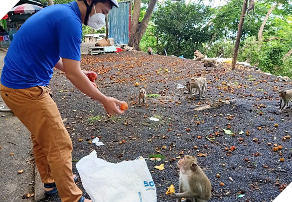 Vũng Tàu tiếp tế trái cây cho khỉ để dụ chúng về lại núi - Ảnh 1.