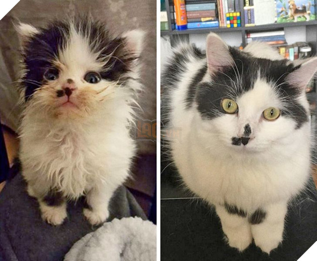 Những hình ảnh so sánh khi các bé thú cưng còn làm giang hồ đi hoang và sau khi được các sen yêu thương để rồi trở nên vô cùng đáng yêu 26