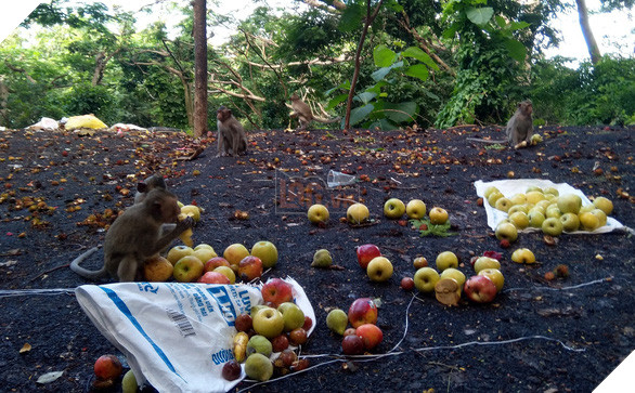 Vũng Tàu tiếp tế trái cây cho khỉ để dụ chúng về lại núi - Ảnh 2.