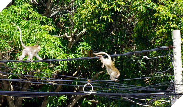 Vũng Tàu tiếp tế trái cây cho khỉ để dụ chúng về lại núi - Ảnh 3.