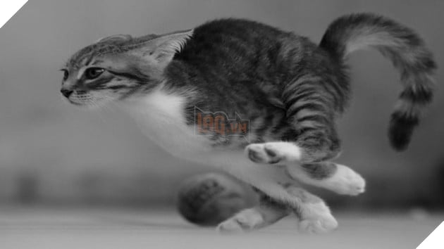 Vì sao những con mèo thường bất ngờ vận động điên cuồng trong nhà?