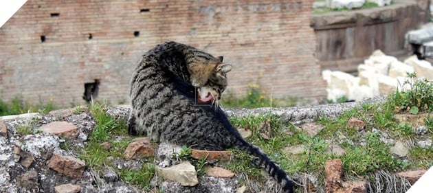 Vì sao những con mèo thường bất ngờ vận động điên cuồng trong nhà? 6