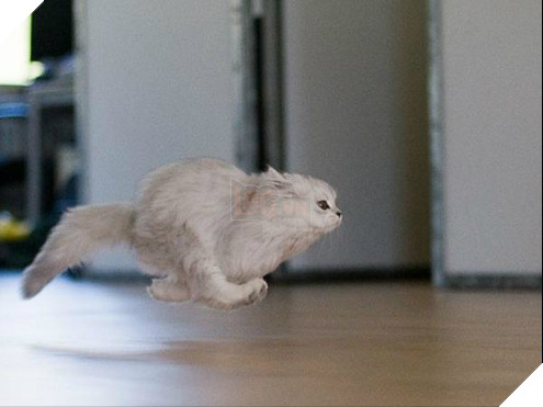 Vì sao những con mèo thường bất ngờ vận động điên cuồng trong nhà? 3