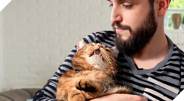 Vì sao những con mèo thường bất ngờ vận động điên cuồng trong nhà? 4