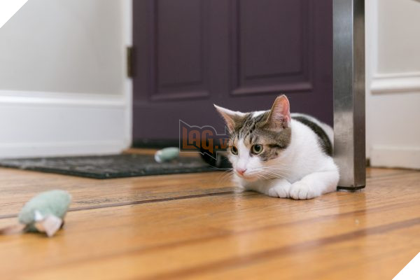 Vì sao những con mèo thường bất ngờ vận động điên cuồng trong nhà? 2